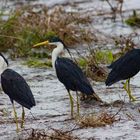 Ardea picata / Pied Heron