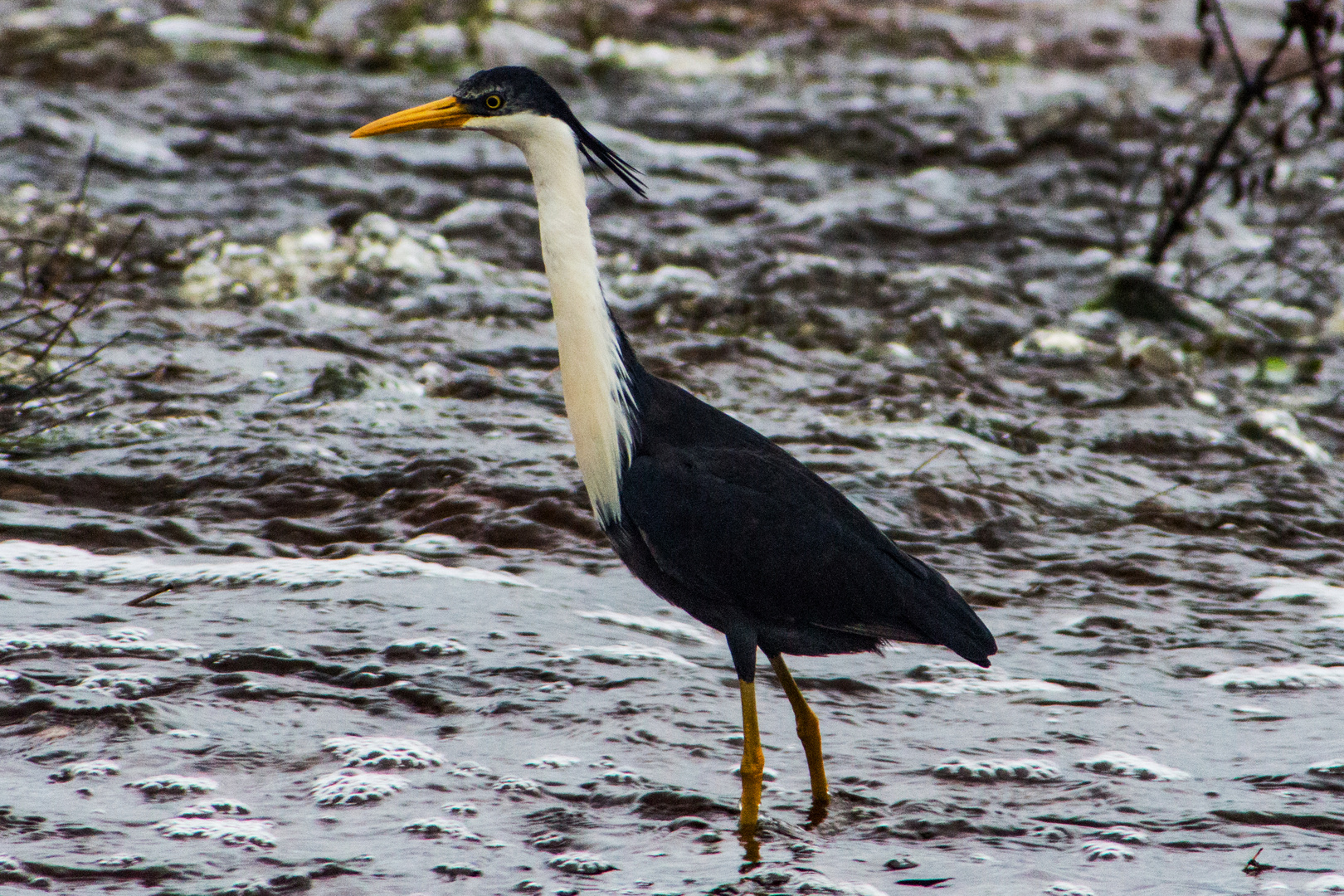 Ardea picata / Pied Heron