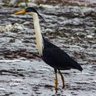 Ardea picata / Pied Heron / Elsterreiher