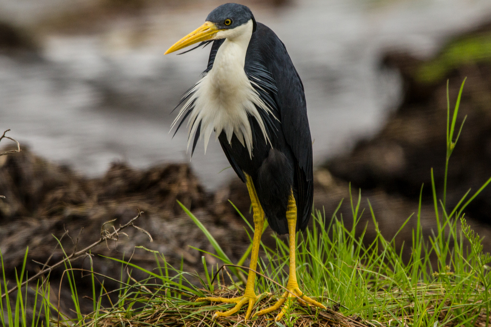 Ardea picata / Pied Heron / Elsterreiher