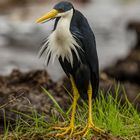 Ardea picata / Pied Heron / Elsterreiher