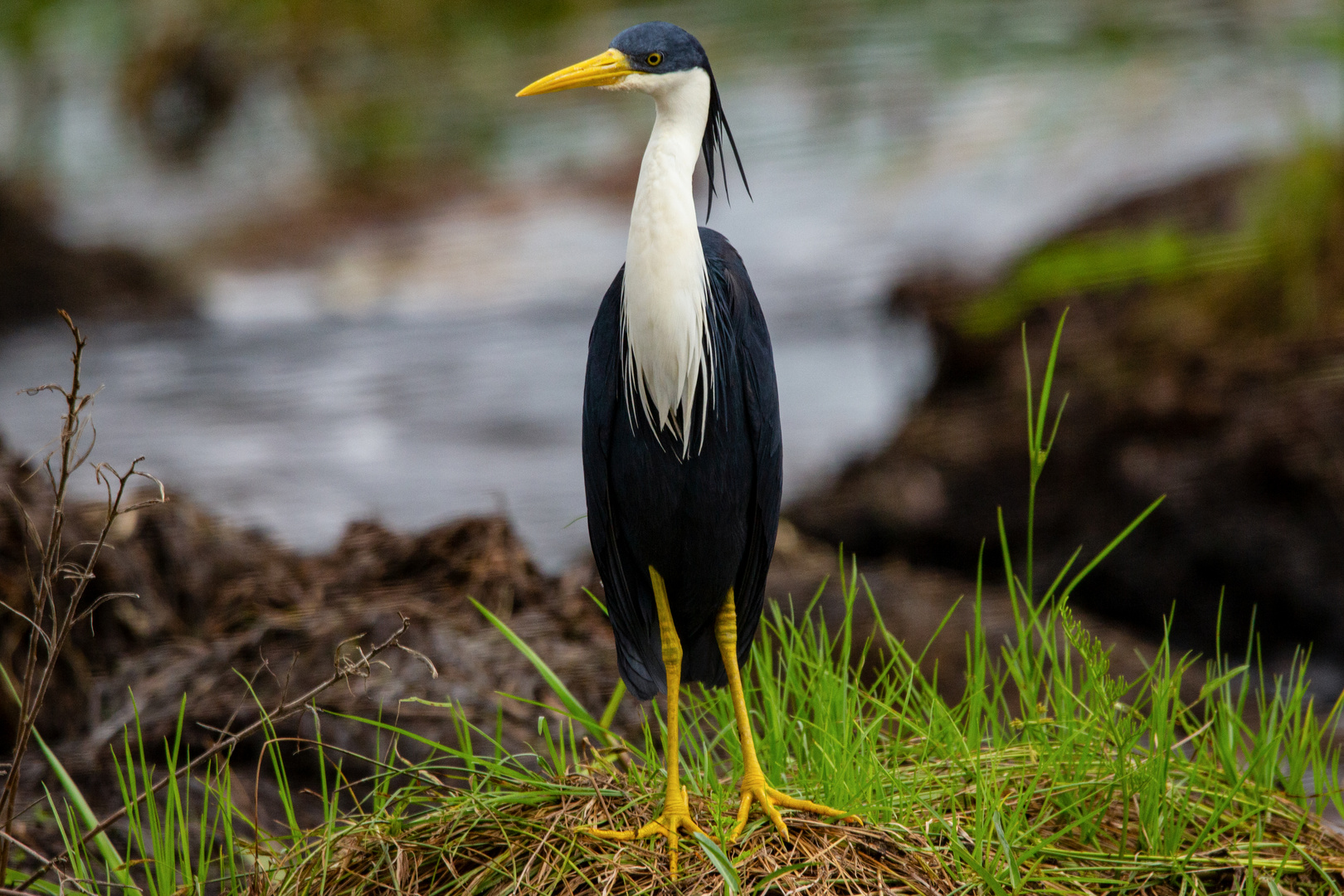 Ardea picata / Pied Heron / Elsterreiher