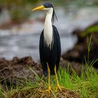 Ardea picata / Pied Heron / Elsterreiher