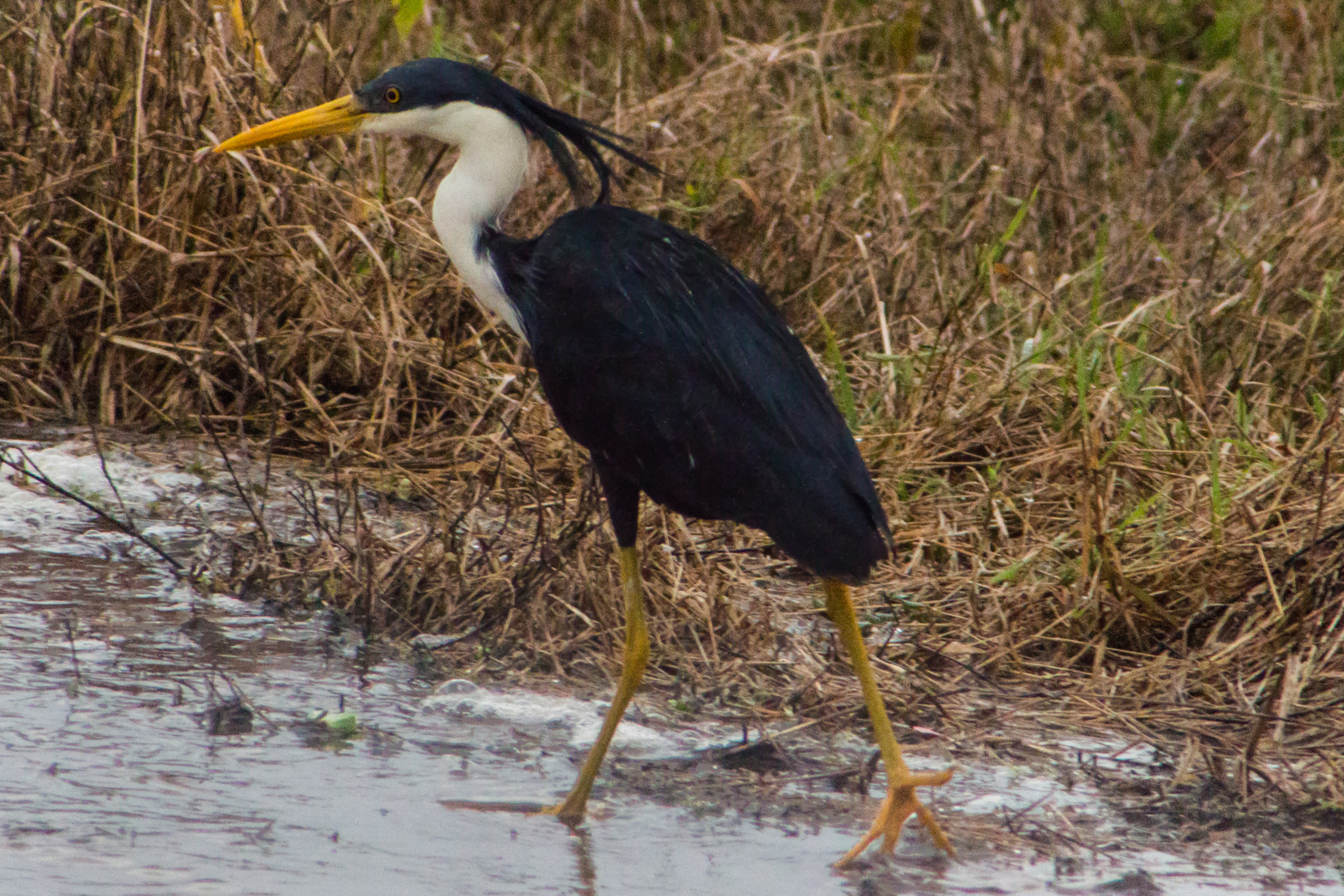 Ardea picata / Pied Heron / Elsterreiher