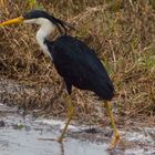 Ardea picata / Pied Heron / Elsterreiher