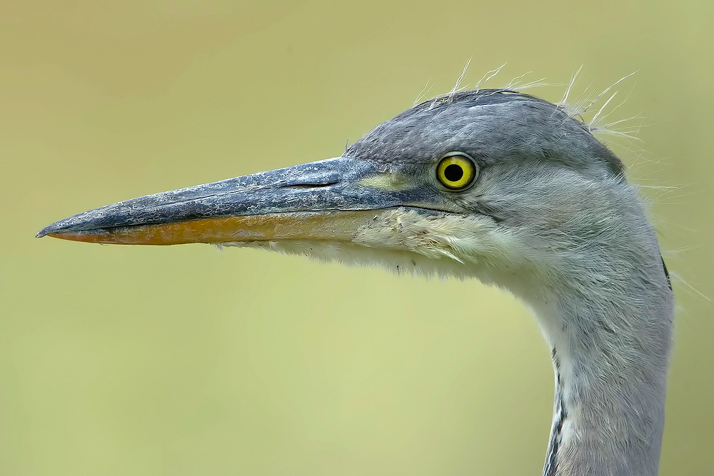 Ardea Portrait