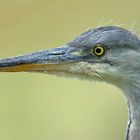 Ardea Portrait