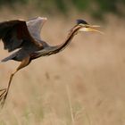 Ardea prupurea - Purpurreiher