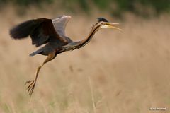 Ardea prupurea - Purpurreiher