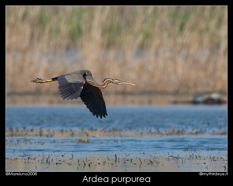 Ardea pupurea