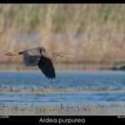 Ardea pupurea