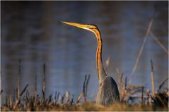 Ardea purpurea