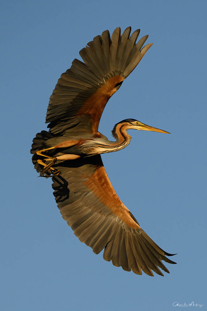 ***Ardea purpurea***