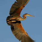 ***Ardea purpurea***