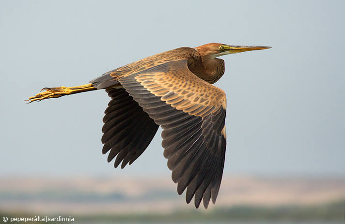 Ardea purpurea