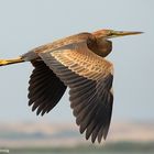 Ardea purpurea