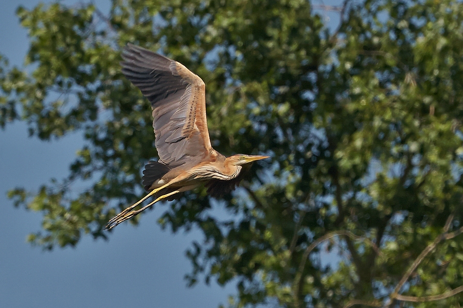 Ardea purpurea