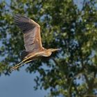 Ardea purpurea