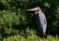 Ardea Purpurera...