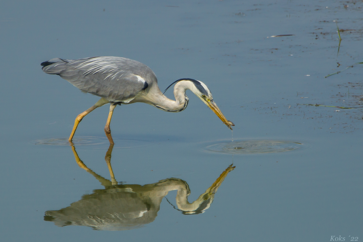 Ardea speculo cinerea