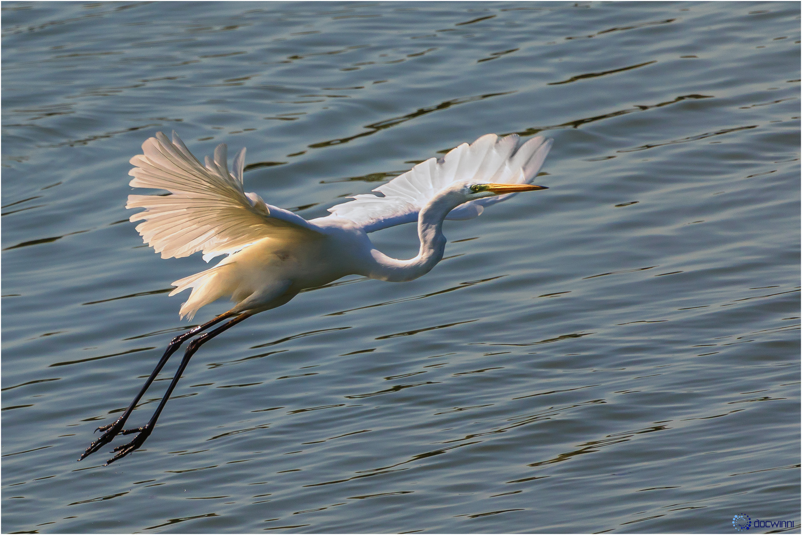 Ardea Take Off