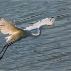 Ardea Take Off