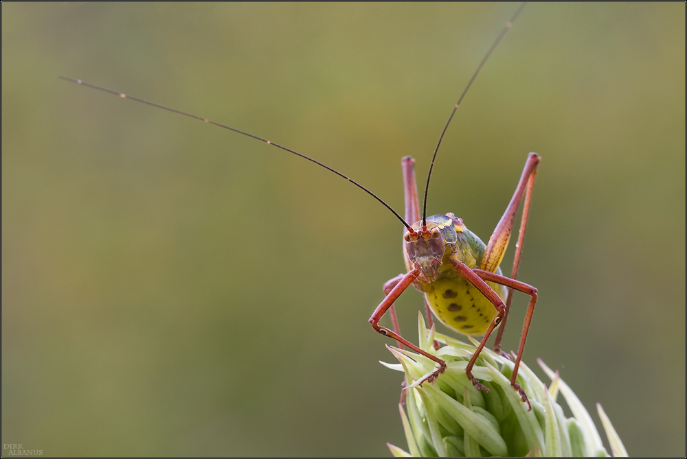 Ardècher Grashüpper