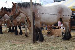 ardennais en foire 2