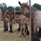 ardennais en foire1