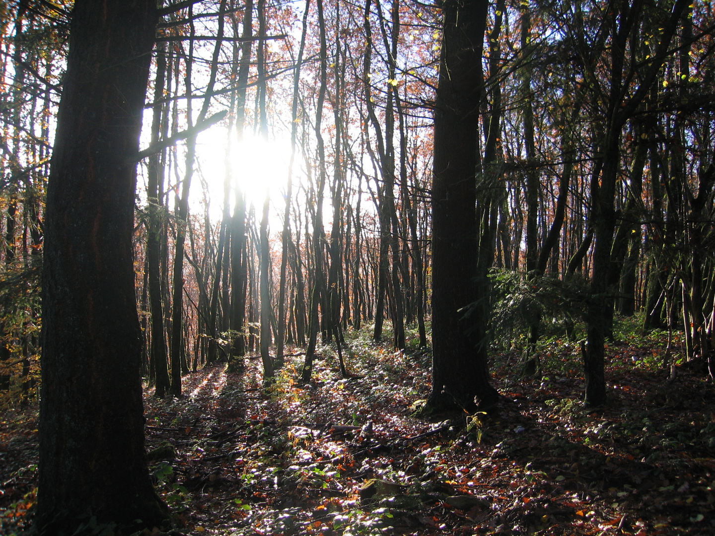 Ardennen 2009