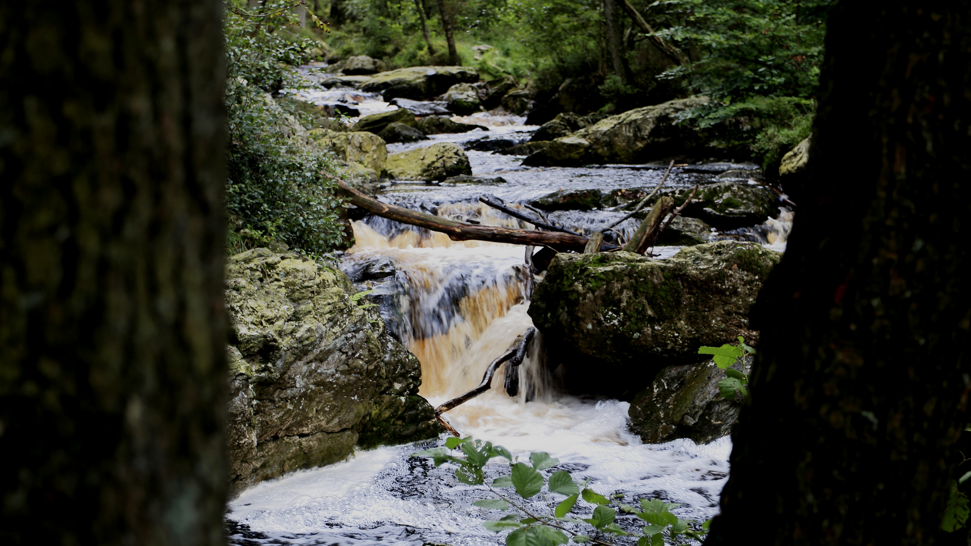 Ardennen/ Hohes Venn