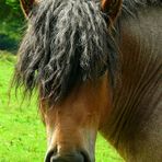 Ardennes draft horse stallion