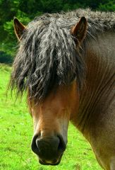 Ardennes draft horse stallion
