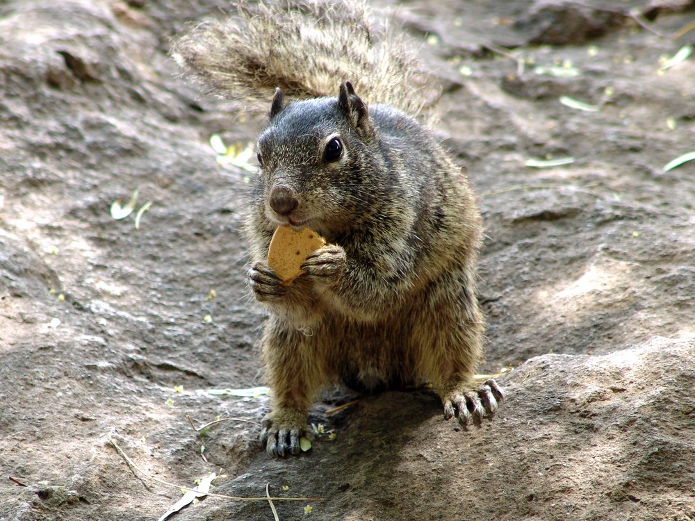 Ardilla Comegalletas