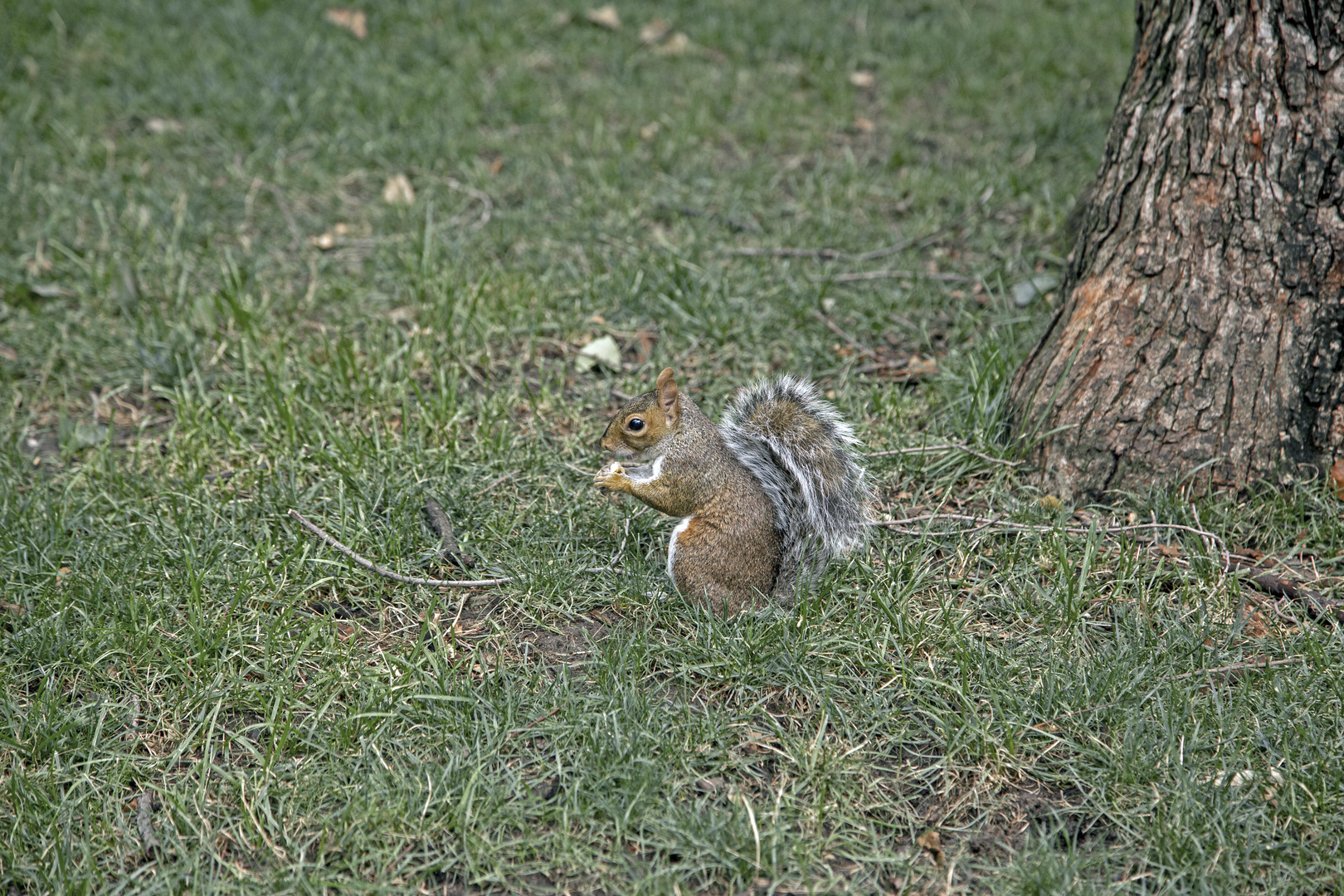 Ardilla comiendo