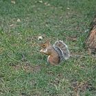 Ardilla comiendo