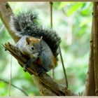 Ardilla del Bosque los Colomos 1