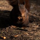 Ardilla en el bosque