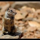 Ardilla en Fuerteventura.