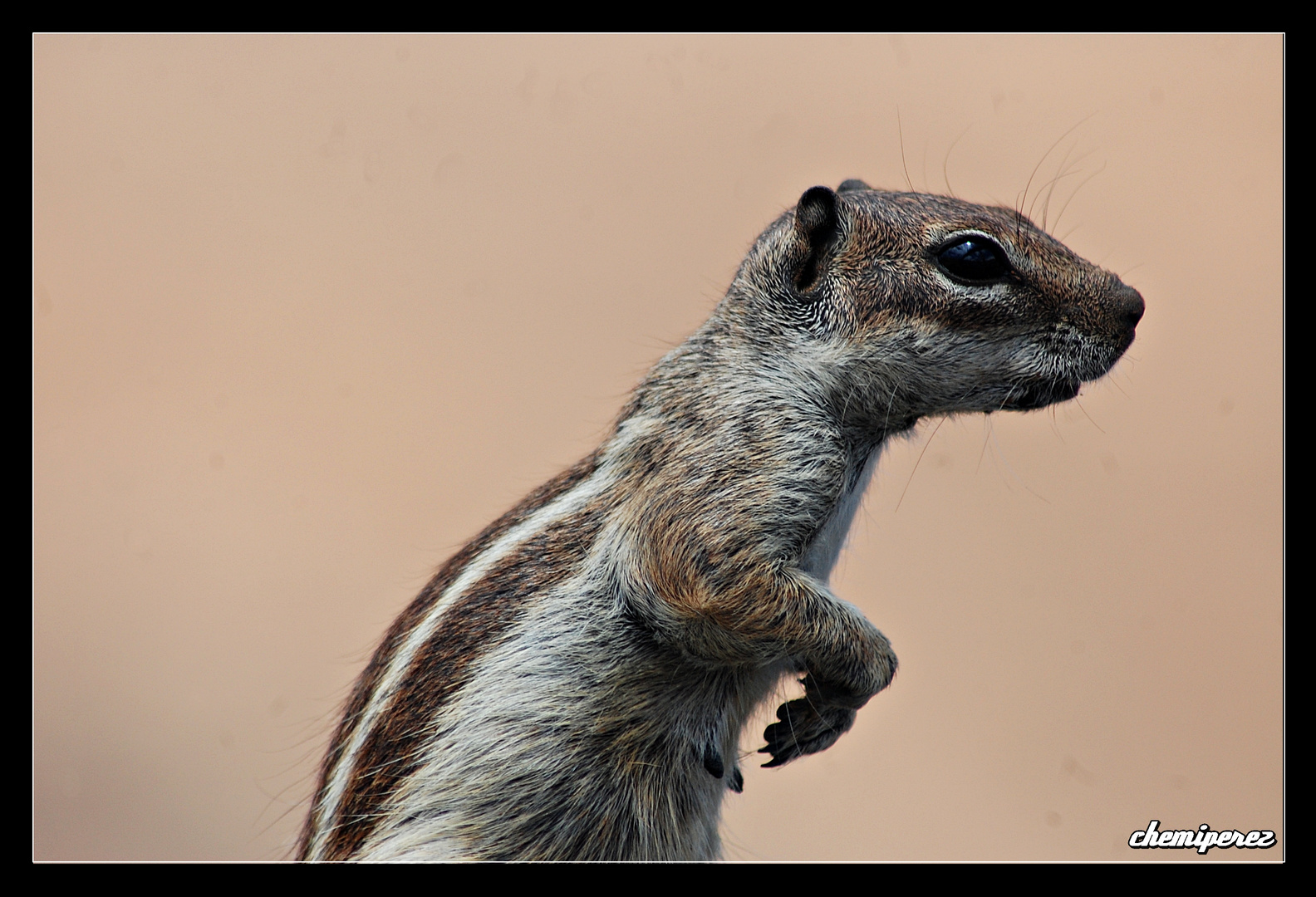 Ardilla en Fuerteventura. (II)