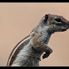 Ardilla en Fuerteventura. (II)