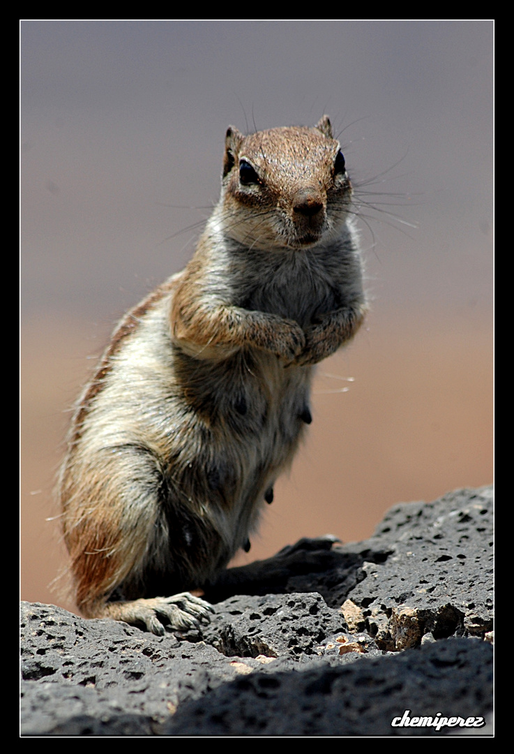 Ardilla en Fuerteventura. (III)