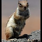 Ardilla en Fuerteventura. (III)