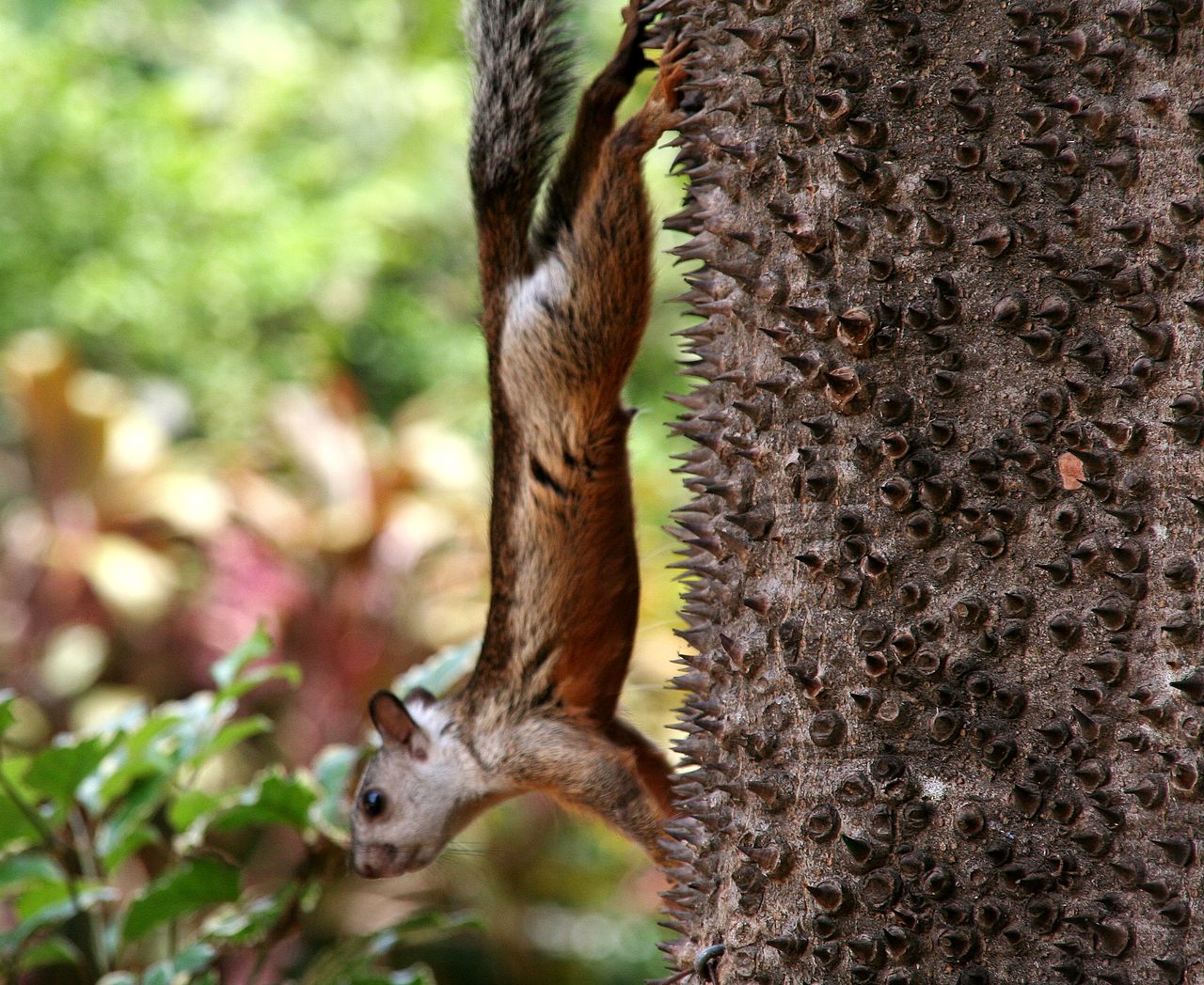 Ardilla en la reserva de las Pumas (Costa Rica).