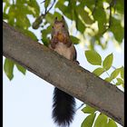 Ardilla en los jardines de la Alhambra (Granada)