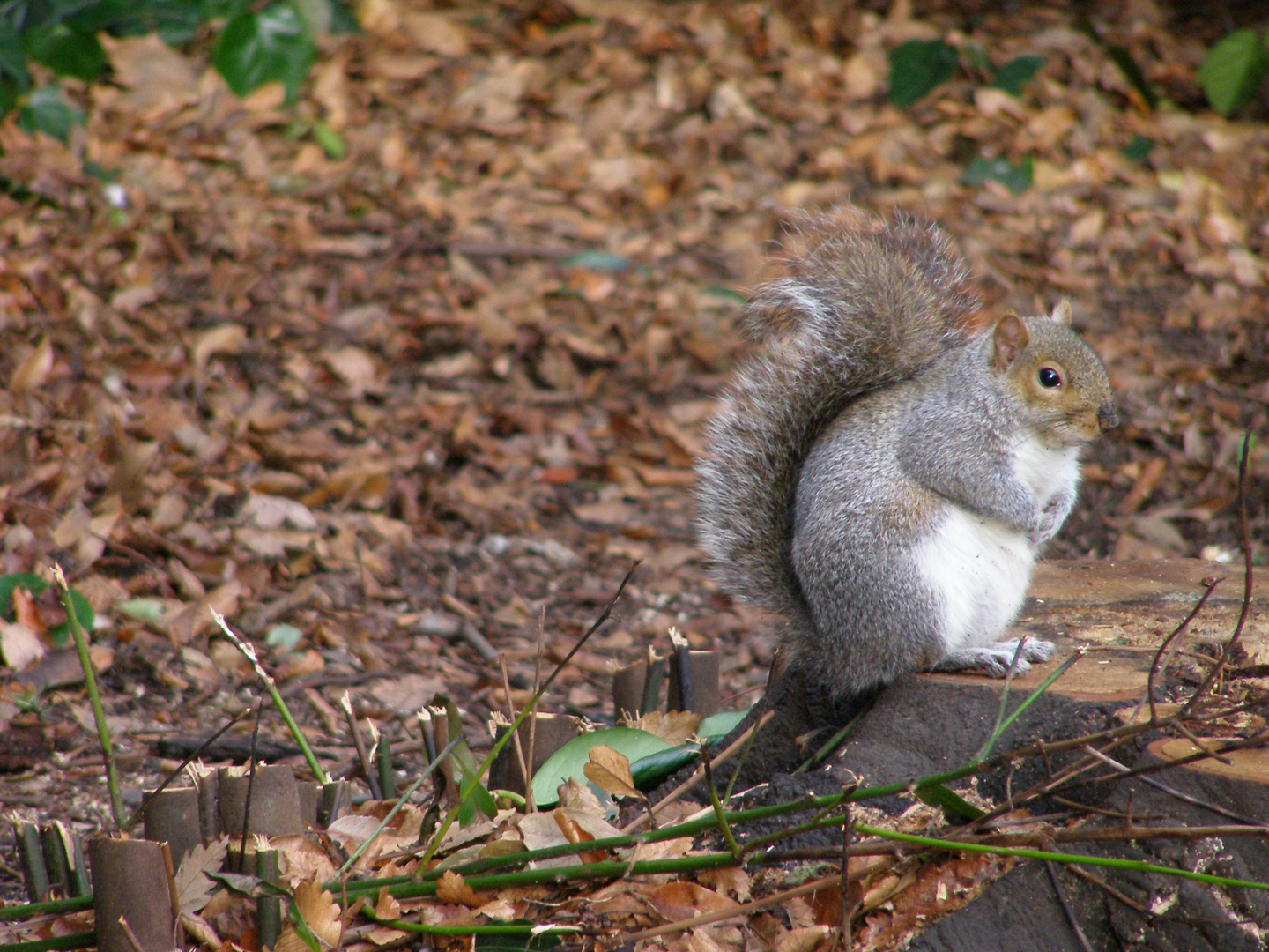 ardilla en Regent´s Park