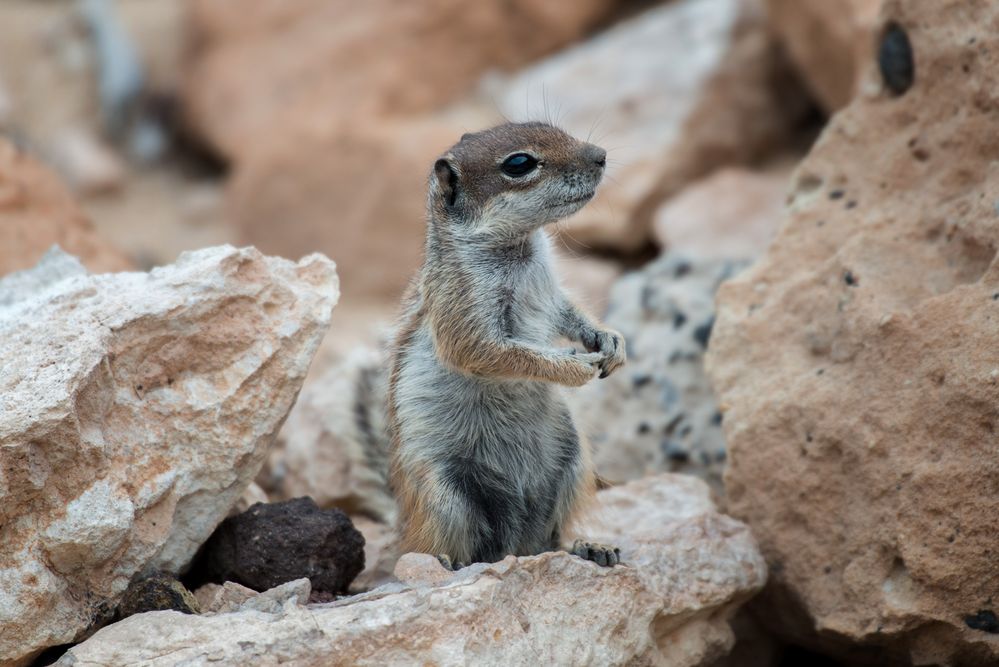 Ardilla-Moruna, Atlashörnchen auf der Insel Fuerteventura