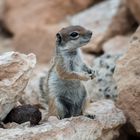 Ardilla-Moruna, Atlashörnchen auf der Insel Fuerteventura