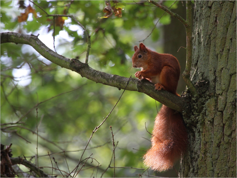 Ardillita - Eichhörnchen