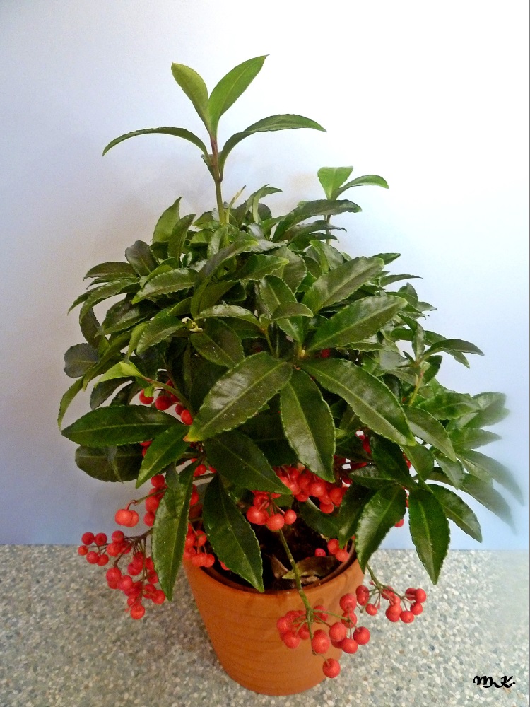 Ardisia